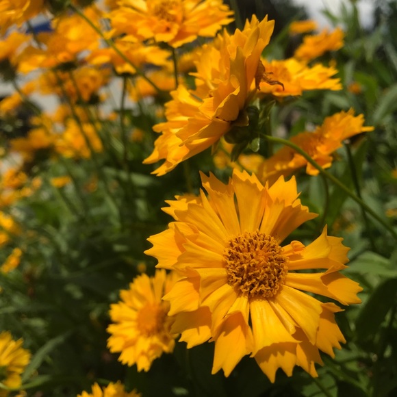 Meet your Posher, Gretchen - Picture 1 of 1